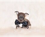 Small Photo #44 Chihuahua Puppy For Sale in CHARLESTON, AR, USA