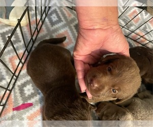 Labrador Retriever Puppy for Sale in OSYKA, Mississippi USA