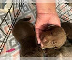 Small Labrador Retriever