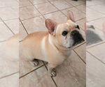 Small #2 French Bulldog