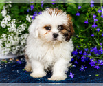 Small #5 Shih Tzu