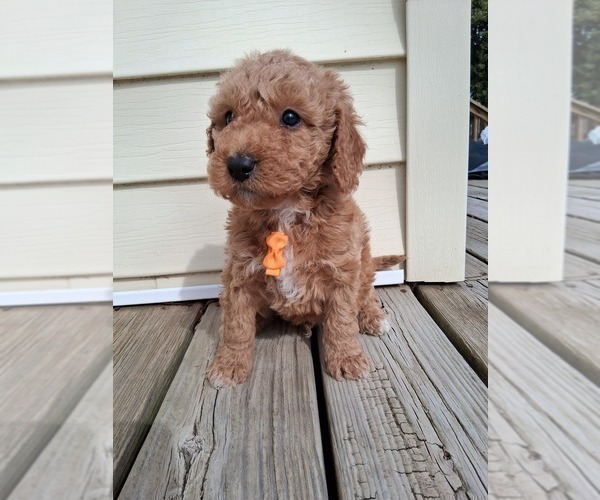 Medium Photo #97 Goldendoodle (Miniature) Puppy For Sale in GASTONIA, NC, USA