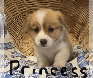 Pembroke Welsh Corgi Puppy for sale in HOYLETON, IL, USA