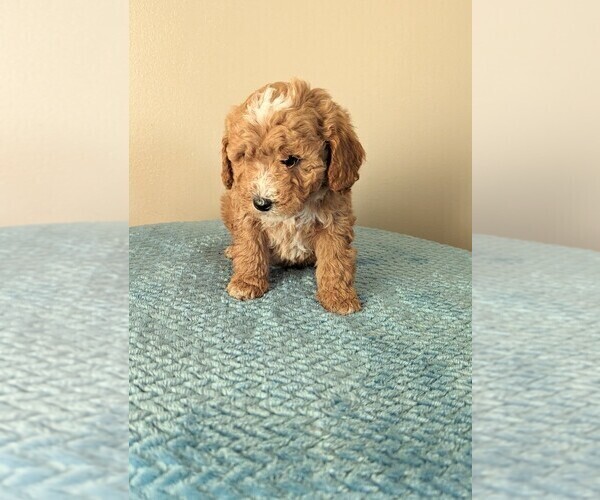 Medium Photo #1 Cavapoo-Poodle (Miniature) Mix Puppy For Sale in DUNNVILLE, KY, USA