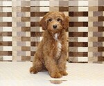 Small #2 Cavapoo