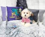 Small Photo #6 Zuchon Puppy For Sale in GRIFFITH, IN, USA