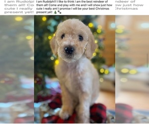 Goldendoodle Puppy for sale in PAULINE, SC, USA