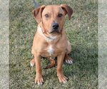 Small Photo #8 German Pinscher-Labrador Retriever Mix Puppy For Sale in Huntley, IL, USA