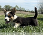 Image preview for Ad Listing. Nickname: Mollys Tri Male