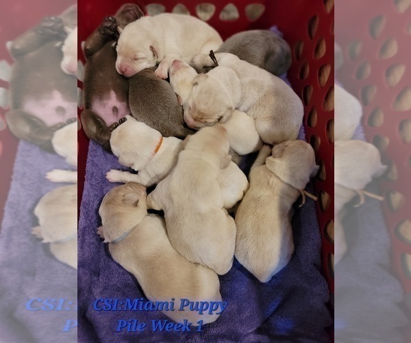 Medium Photo #33 Labrador Retriever Puppy For Sale in POCAHONTAS, IL, USA
