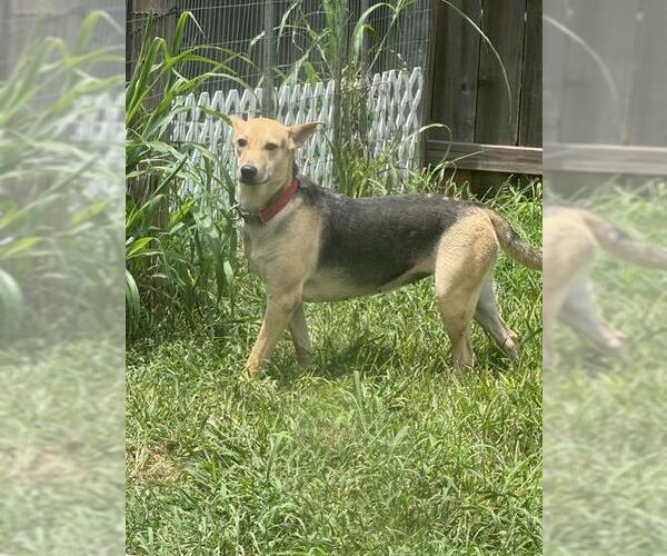 Medium Photo #3 German Shepherd Dog-Unknown Mix Puppy For Sale in Houston, TX, USA