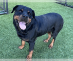 Small Rottweiler
