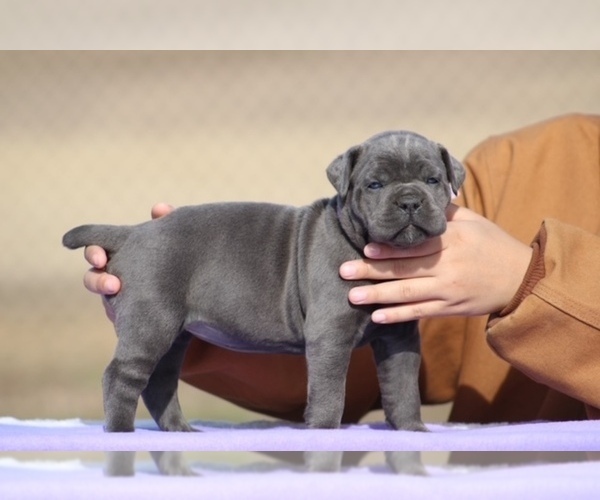 Medium Photo #7 Cane Corso Puppy For Sale in RAEFORD, NC, USA
