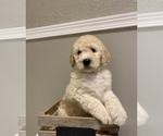 Puppy 4 Goldendoodle