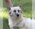 SINA - Female Mutt Dog for Adoption - Small photo