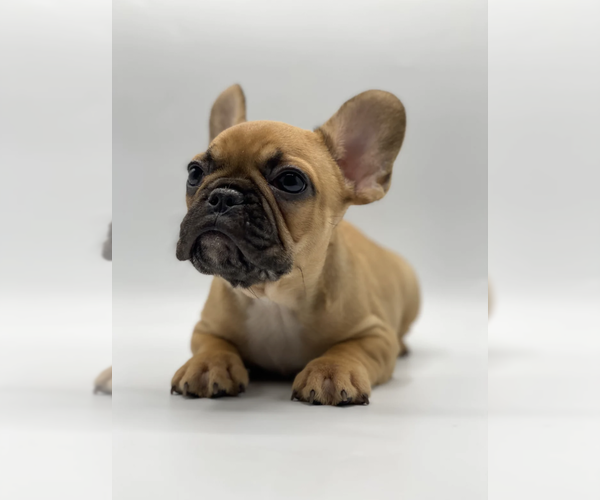 Full screen Photo #1 French Bulldog Puppy For Sale in NORTHFIELD, IL, USA