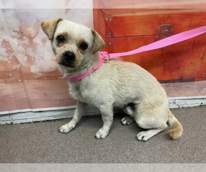 Chihuahua Dogs for adoption in San Bernardino, CA, USA