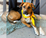 Small #3 Beagle Mix