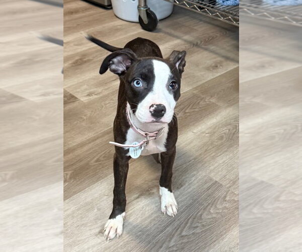 Medium Photo #3 Mutt Puppy For Sale in Claremore, OK, USA
