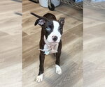 Small #2 Mutt