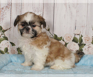 Shih Tzu Puppy for sale in PENNS CREEK, PA, USA