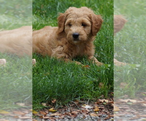 Goldendoodle (Miniature) Puppy for sale in MILLERSBURG, OH, USA