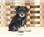 Image preview for Ad Listing. Nickname: Tony