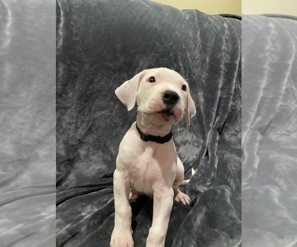 Medium Photo #16 Dogo Argentino Puppy For Sale in SAN ANTONIO, TX, USA