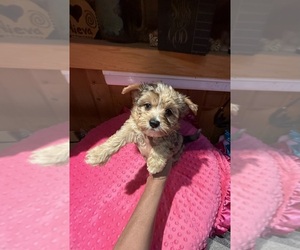 Yorkshire Terrier Puppy for Sale in ALVORD, Iowa USA