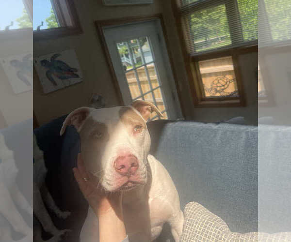 Medium Photo #3 American Pit Bull Terrier-Unknown Mix Puppy For Sale in SHERBURNE, NY, USA