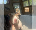 Small #2 American Pit Bull Terrier Mix