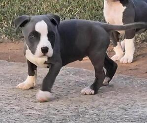 American Staffordshire Terrier Puppy for sale in NEWNAN, GA, USA
