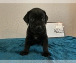 Puppy Puppy 3 Cane Corso