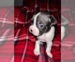 Small Photo #3 Boston Terrier Puppy For Sale in SUMMERVILLE, SC, USA
