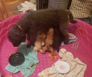 Mother of the Labradoodle puppies born on 10/23/2022