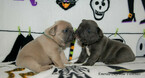 Small Photo #10 French Bulldog Puppy For Sale in EVERETT, WA, USA