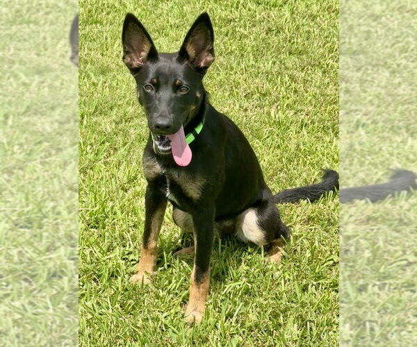 Medium Photo #3 German Shepherd Dog-Unknown Mix Puppy For Sale in San Leon, TX, USA
