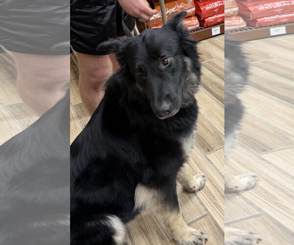 Medium Photo #8 German Shepherd Dog Puppy For Sale in Cupertino, CA, USA