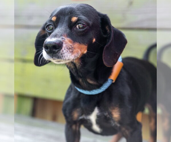 Medium Photo #7 Dachshund-Unknown Mix Puppy For Sale in Hilton Head, SC, USA