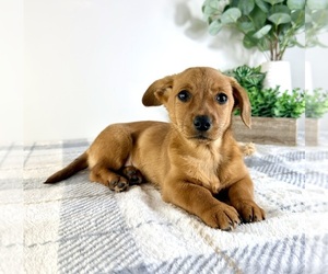 Dorgi Puppy for sale in GREENFIELD, IN, USA
