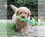 Small Photo #11 Labradoodle Puppy For Sale in SYRACUSE, IN, USA