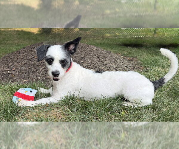 Medium Photo #6 Lhasa Apso-Parson Russell Terrier Mix Puppy For Sale in Arlington, VA, USA