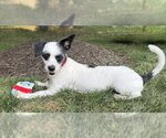 Small #5 Lhasa Apso-Parson Russell Terrier Mix