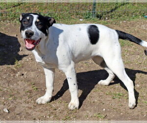 Titch - Male Labrador Retriever-Unknown Mix Dog for Adoption - Photo #3