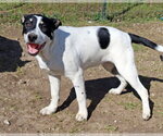 Small #2 Labrador Retriever Mix