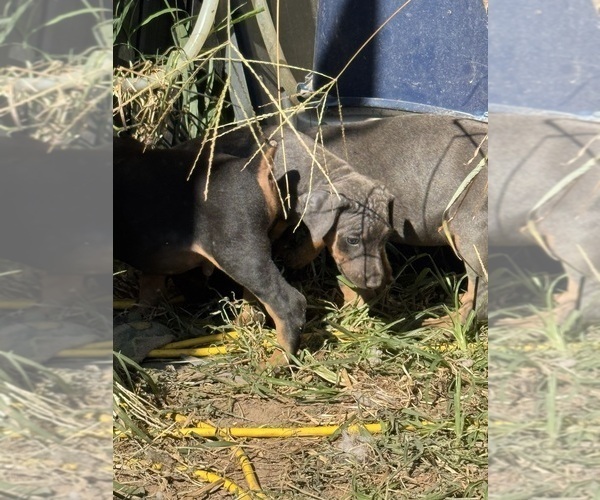 Medium Photo #9 Doberman Pinscher Puppy For Sale in RICHMOND, VA, USA
