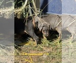 Small #8 Doberman Pinscher