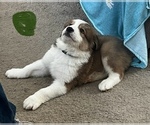 Small Photo #5 Great Bernese Puppy For Sale in SPRINGFIELD, OH, USA