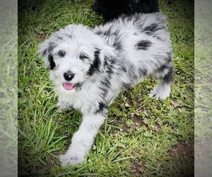 Sheepadoodle Puppy for sale in EASLEY, SC, USA