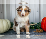 Puppy Tango Australian Shepherd